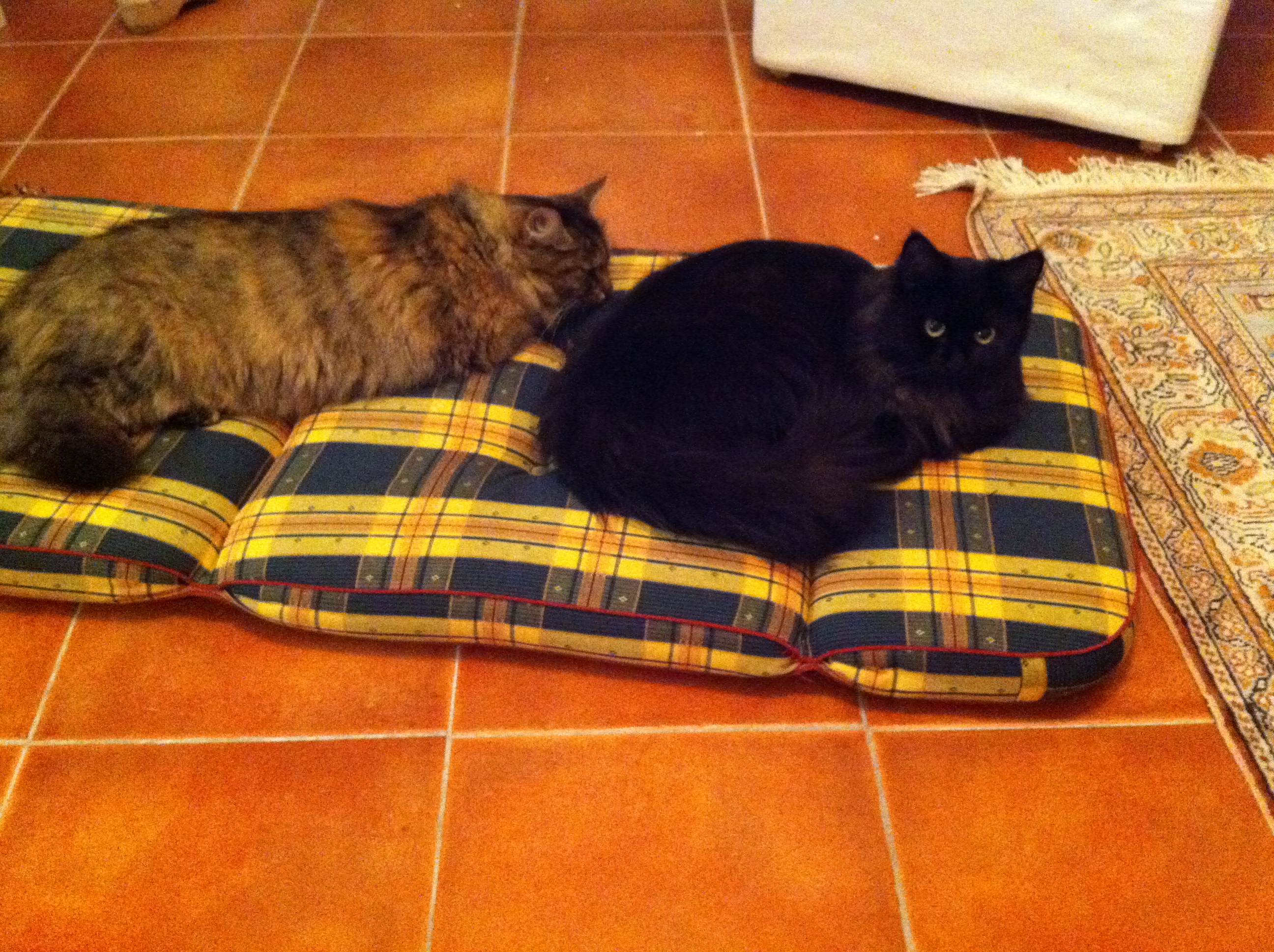 sibirisk katt Galaxy och Hera